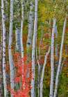 USA, Utah, Garden City. Aspen and maple on hillsides just east of town Art Print